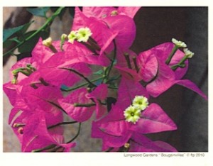Smile Note Card